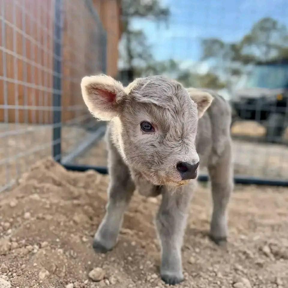 408786148_233730869735535_4317496692783051195_n