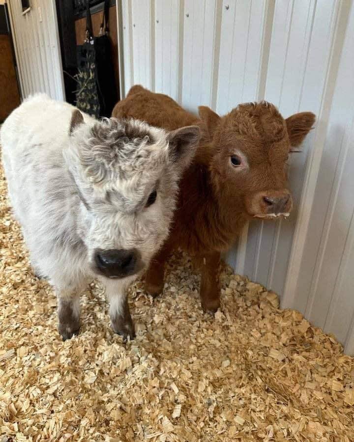 434744442_306542829121005_4484392022891680823_n