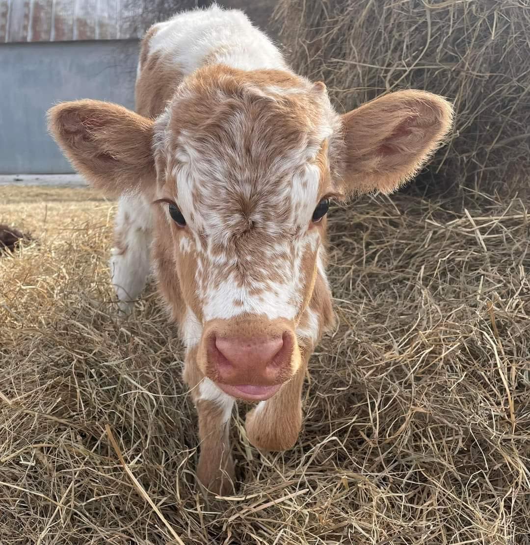 437875176_311981078577180_7520431183241013431_n